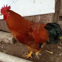 خروس محلی|حیوانات مزرعه|شیراز, میانرود|دیوار