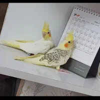 خریدار عروس شما هستم دونخور فروش هم دارم