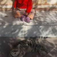 خرید و فروش گربه خونگی