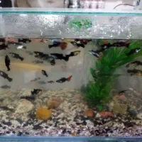 دوتا اکواریوم با ماهی های نژاد دار