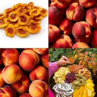 دستگاه خشک کن ، میوه ، سبزی ، غلات|ماشینآلات صنعتی|گرگان, |دیوار