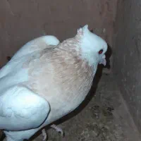 جوفتش باهم ۱۲۰۰ معاوضه هم دارم|پرنده|سبزوار, قائم|دیوار