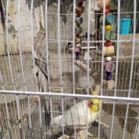 عروس هلندی نرو ماده همراه با قفس|پرنده|آستانه اشرفیه, |دیوار