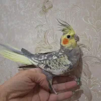 فروش عروسهای هلندی|پرنده|اردبیل, |دیوار