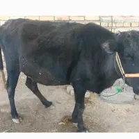 گاو محلی آبستن|حیوانات مزرعه|هرسین, |دیوار