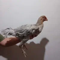 مرغ لاری مشکی و طوسی