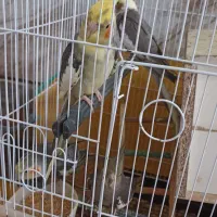عروس هلندی