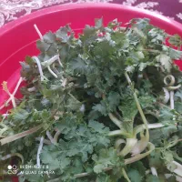 سبزی کوهی|خوردنی و آشامیدنی|شاهین دژ, |دیوار