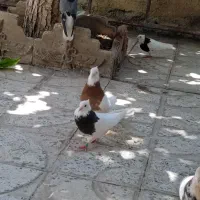 طوقی سرخ خال مشکی|پرنده|سمیرم, |دیوار