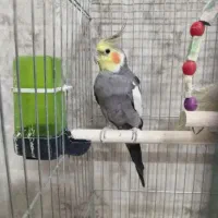 عروس هلندی معاوضه قناری