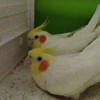 عروس هلندی بالغ