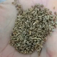 بذر جعفری