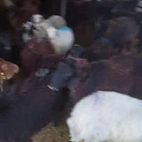 سنگسر کردستانی گوسفند افشاری زنده با قصاب ماهر|حیوانات مزرعه|پردیس, |دیوار