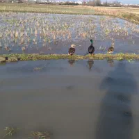 اردک پروازی|حیوانات مزرعه|کلاچای, |دیوار