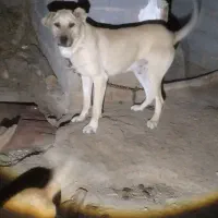 سگ نر|سگ|ترکمانچای, |دیوار