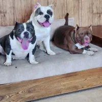 اگزو بولی|سگ|تهران, تهرانپارس شرقی|دیوار