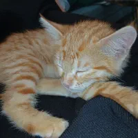 واگزاری گربه