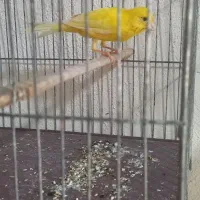 قناری|پرنده|مسجد سلیمان, |دیوار