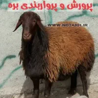 بره پروار