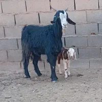 یک عدد چبوش زاییده فروشی