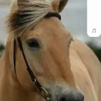 اسب