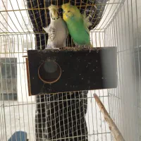 مرغ عشق پروانه ای با اصالت|پرنده|بندرعباس, |دیوار