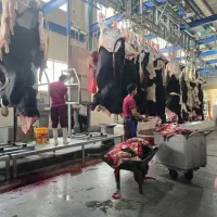 پخش گوشت گرم گوساله