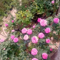 انواع نهال ها میوه وگل گیاه