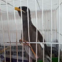 جوجه مینا ۵۰روزه دستی