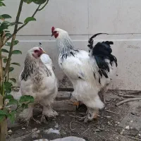 مرغ و خروس برهما