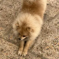 سگ پامرانین نر ۷ ماهه تربیت شده کامل|سگ|پرند, فاز ۲|دیوار