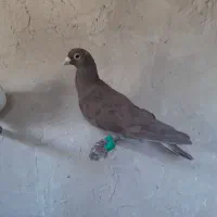 کفتر ضربه نر بشرط پرش یک هوایی