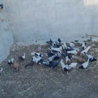 کفتر هوا|پرنده|کاشمر, |دیوار