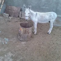 الاغ ماده