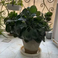 انواع گل های آپارتمانی