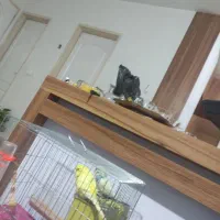 جفت عروس هلندی سخنگو رام