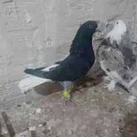 کفتر کبوتر طوقی