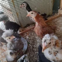 جوجه برهما سلطان لهستانی|حیوانات مزرعه|قم, زنبیل آباد|دیوار