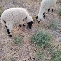 گوسفند بره