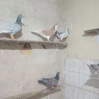 کبوتر فورشی