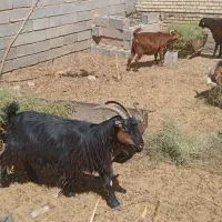 بز کهره دار  میش بره قوچ پازن|حیوانات مزرعه|شیراز, زند|دیوار