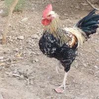 خروس و جوجه مرغ