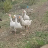 بوقلمون و غاز|حیوانات مزرعه|گرگان, |دیوار