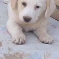 واگذاریه سگ شیتزو