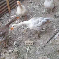 غاز .خروس