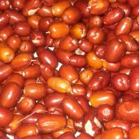 فروش سنجدتازه