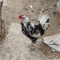 خروس و مرغ گلین طوسی