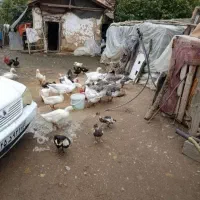 فروش اردک محلی سفید خوشگل بزرگ امساله|حیوانات مزرعه|شفت, |دیوار