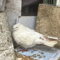 یه نر کاکلی خوش نسل