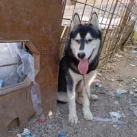سگ در کریشان